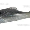 Shad -The Fiy Fishers Fly Shop BlueShad600 16