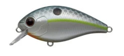 CR-2 Crankbaits -The Fiy Fishers Fly Shop CR2 Queen Shad 2